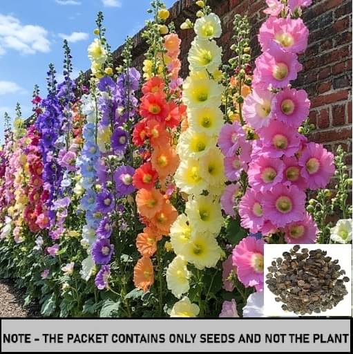     			SEED EVOLUTION Hollyhock Mixed Flower ( 30 Seeds )