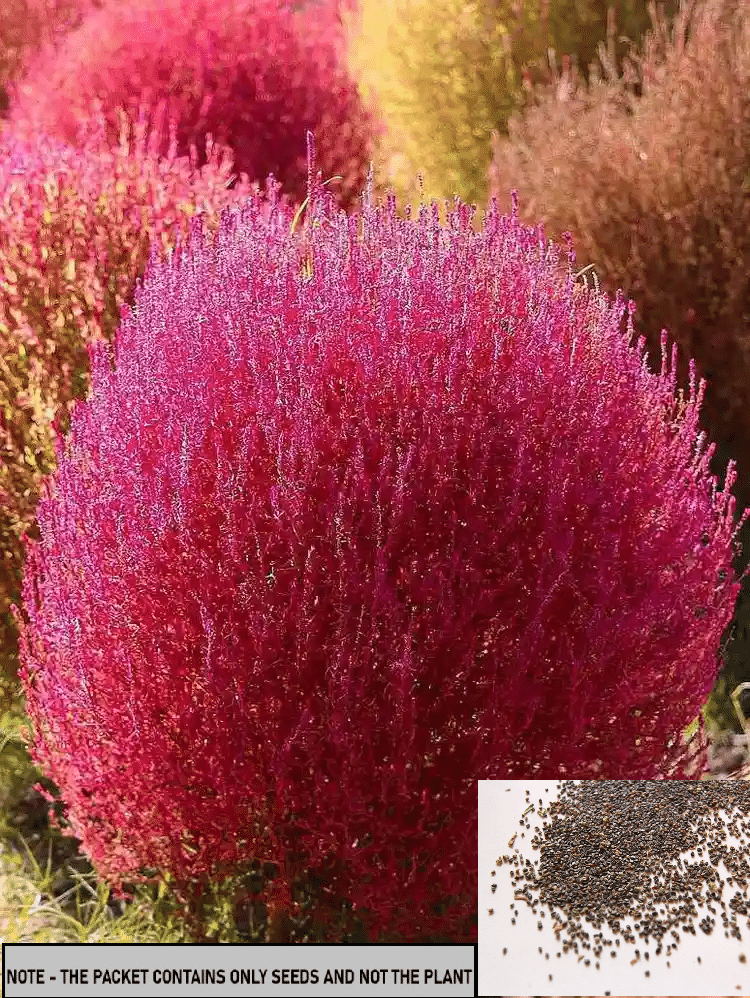 SEED EVOLUTION Kochia Flower ( 30 Seeds ) SEED EVOLUTION Kochia Flower ( 30 Seeds )