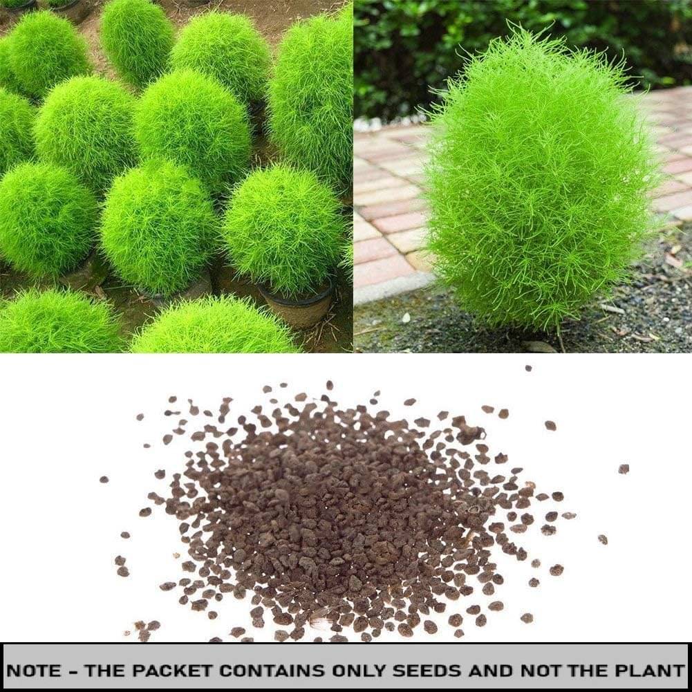 SEED EVOLUTION Kochia Flower ( 30 Seeds ) SEED EVOLUTION Kochia Flower ( 30 Seeds )
