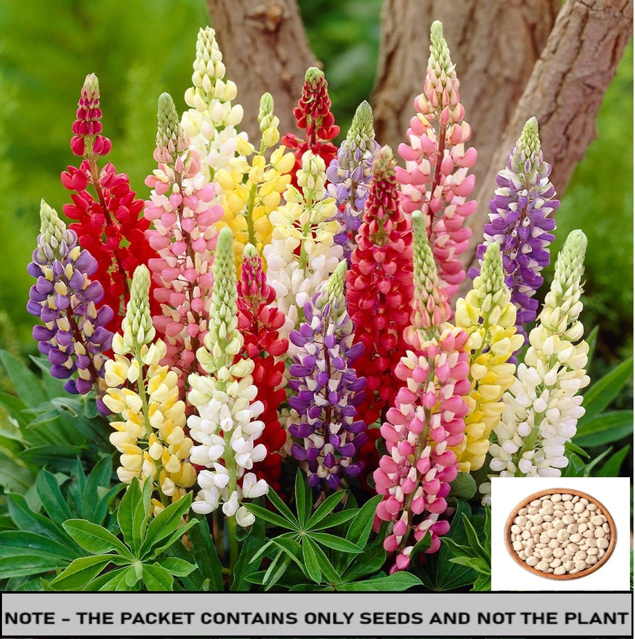 SEED EVOLUTION Lupine Mixed Flower ( 30 Seeds ) SEED EVOLUTION Lupine Mixed Flower ( 30 Seeds )