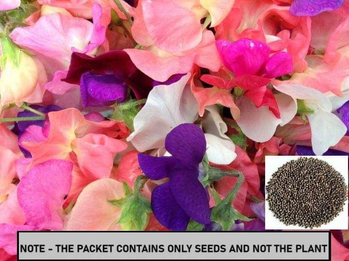 SEED EVOLUTION Mixed Flower ( 30 Seeds ) SEED EVOLUTION Mixed Flower ( 30 Seeds )