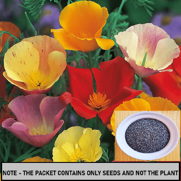     			SEED EVOLUTION Mixed Flower ( 50 Seeds )