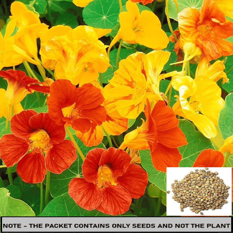     			SEED EVOLUTION Nasturtium Flower ( 30 Seeds )