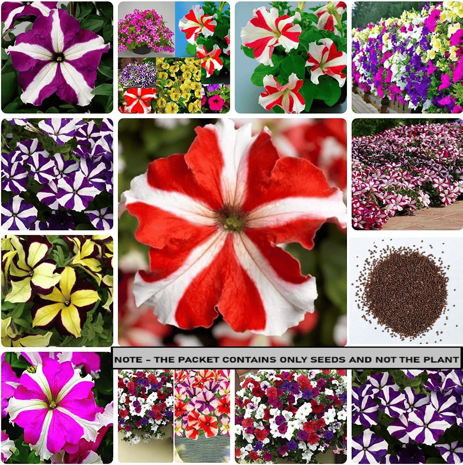     			SEED EVOLUTION Petunia Mixed Flower ( 100 Seeds )