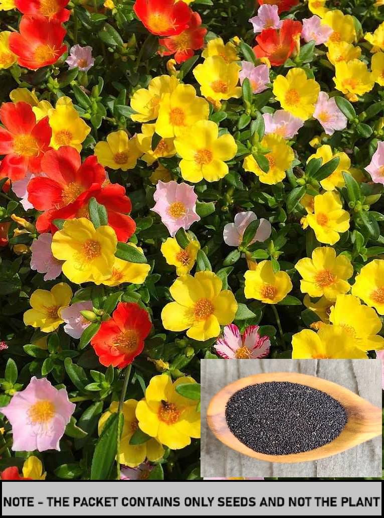 SEED EVOLUTION Portulaca Mixed Flower ( 100 Seeds ) SEED EVOLUTION Portulaca Mixed Flower ( 100 Seeds )