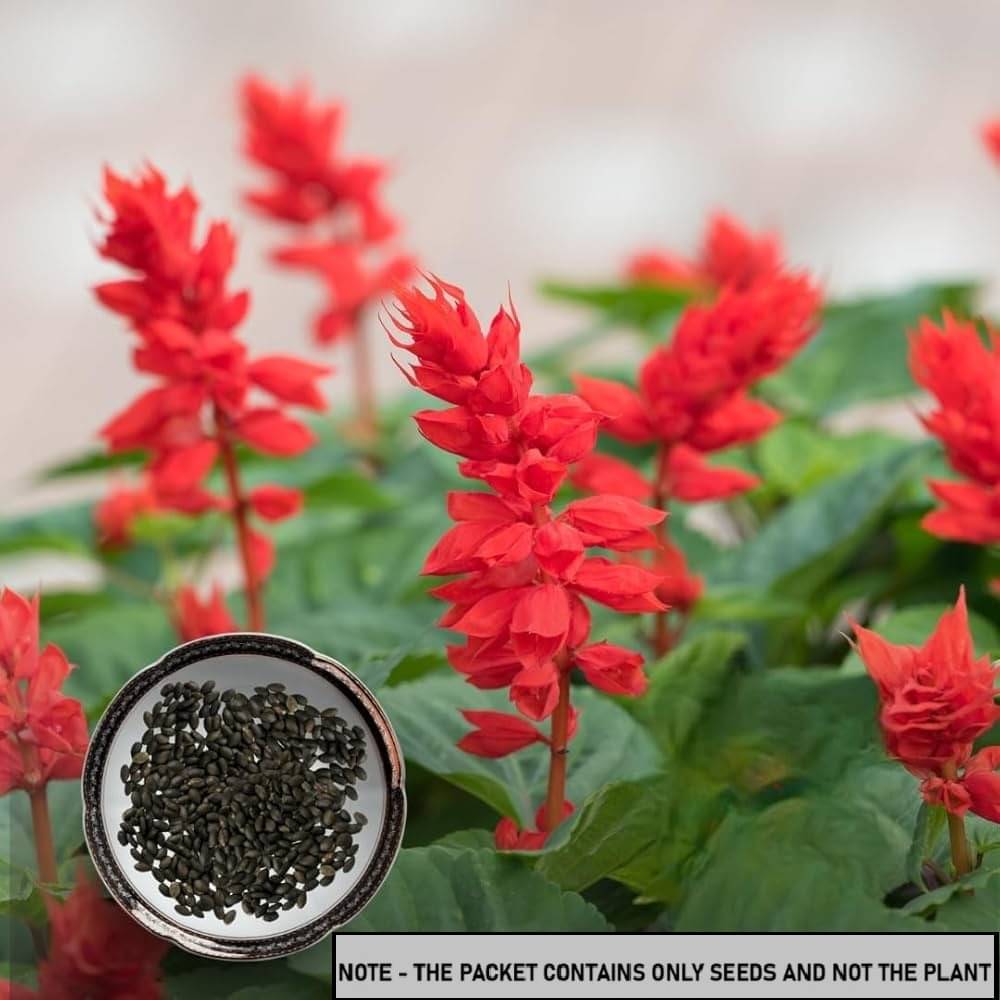 SEED EVOLUTION Salvia Flower ( 30 Seeds ) SEED EVOLUTION Salvia Flower ( 30 Seeds )