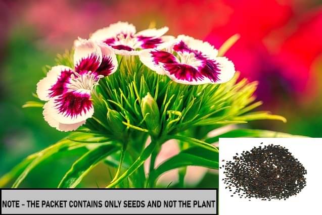     			SEED EVOLUTION Sweet William Mix Flower ( 30 Seeds )