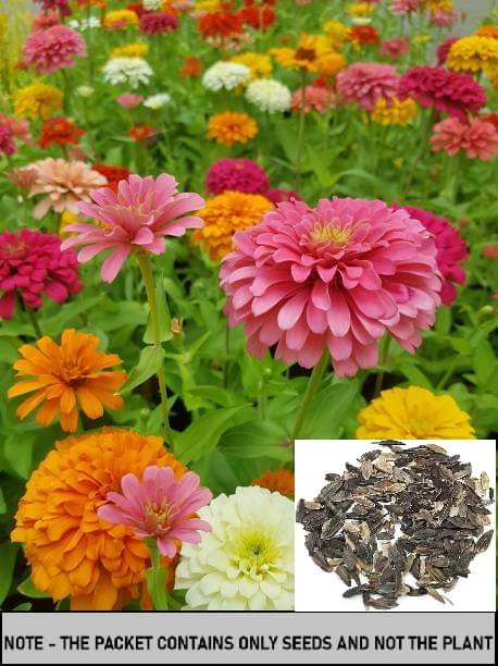 SEED EVOLUTION Zinnia Mixed Flower ( 30 Seeds ) SEED EVOLUTION Zinnia Mixed Flower ( 30 Seeds )