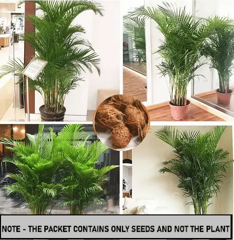 SEEDS EVOLUTION Areca palm Plant ( 20 Seeds ) SEEDS EVOLUTION Areca palm Plant ( 20 Seeds )
