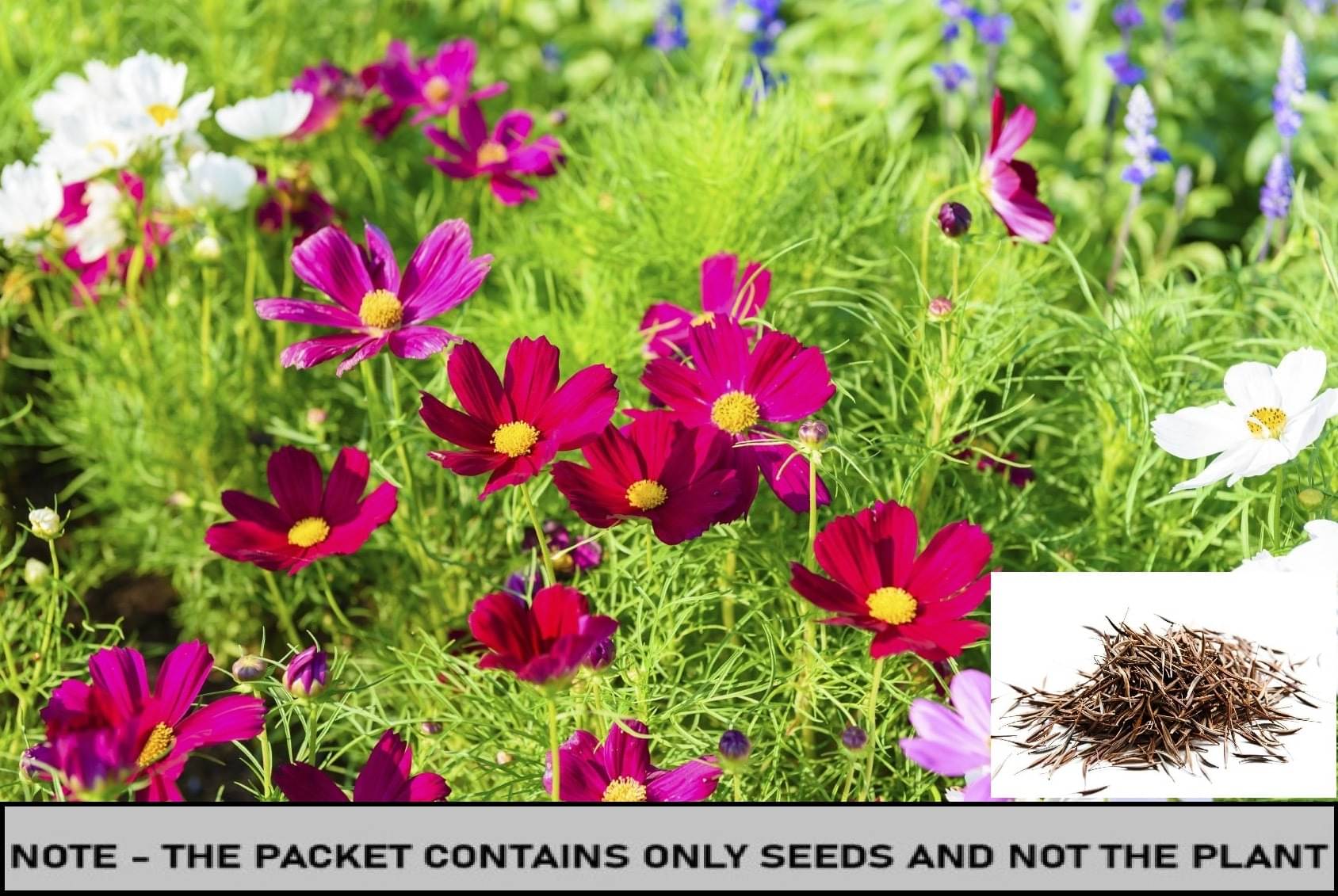    			SEEDS EVOLUTION Cosmos Mixed Flower ( 30 Seeds )