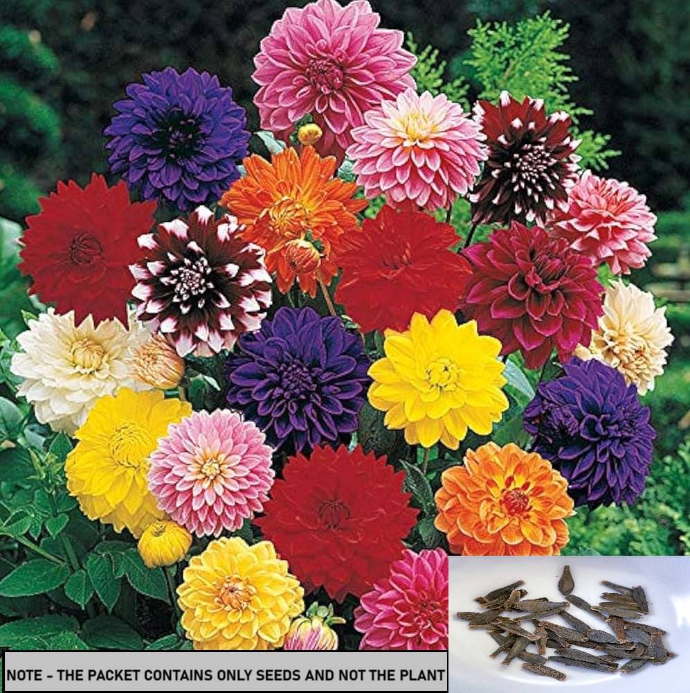     			SEEDS EVOLUTION Dahlia Mixed Flower ( 50 Seeds )