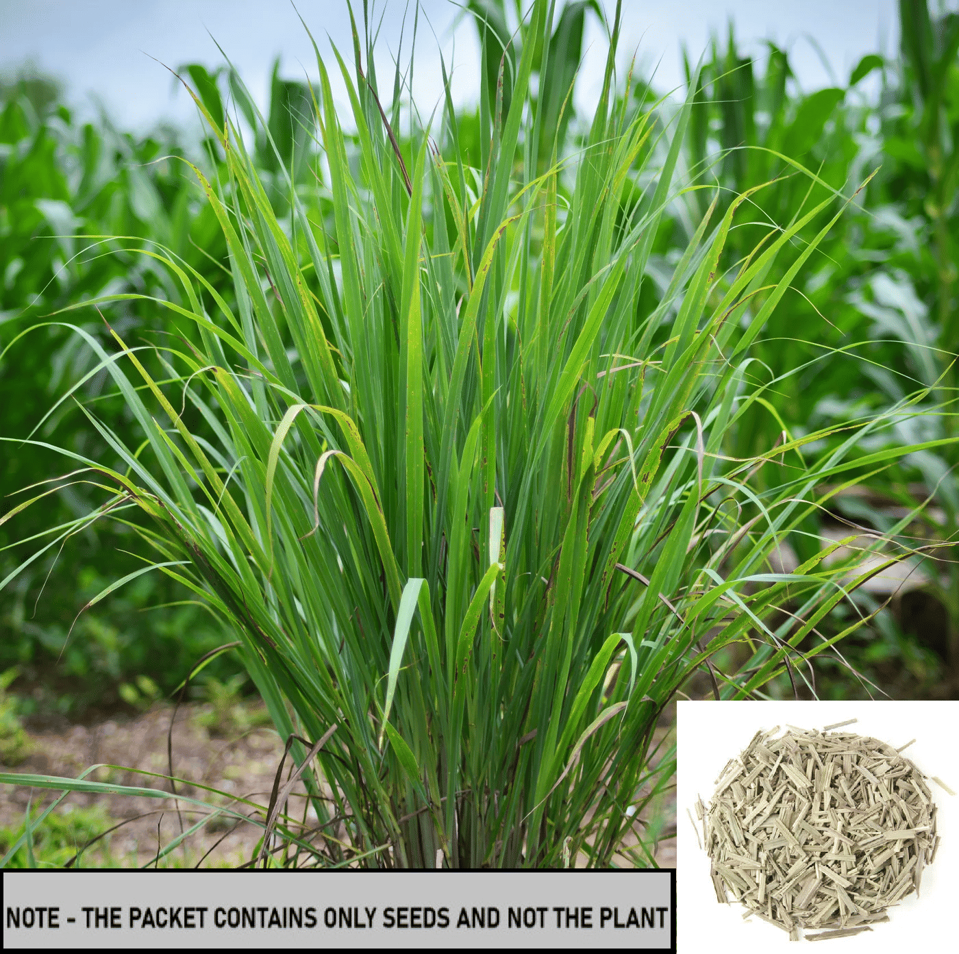 SEEDS EVOLUTION Grass Grass ( 50 Seeds ) SEEDS EVOLUTION Grass Grass ( 50 Seeds )