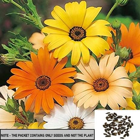     			SEEDS EVOLUTION Mixed Flower ( 30 Seeds )