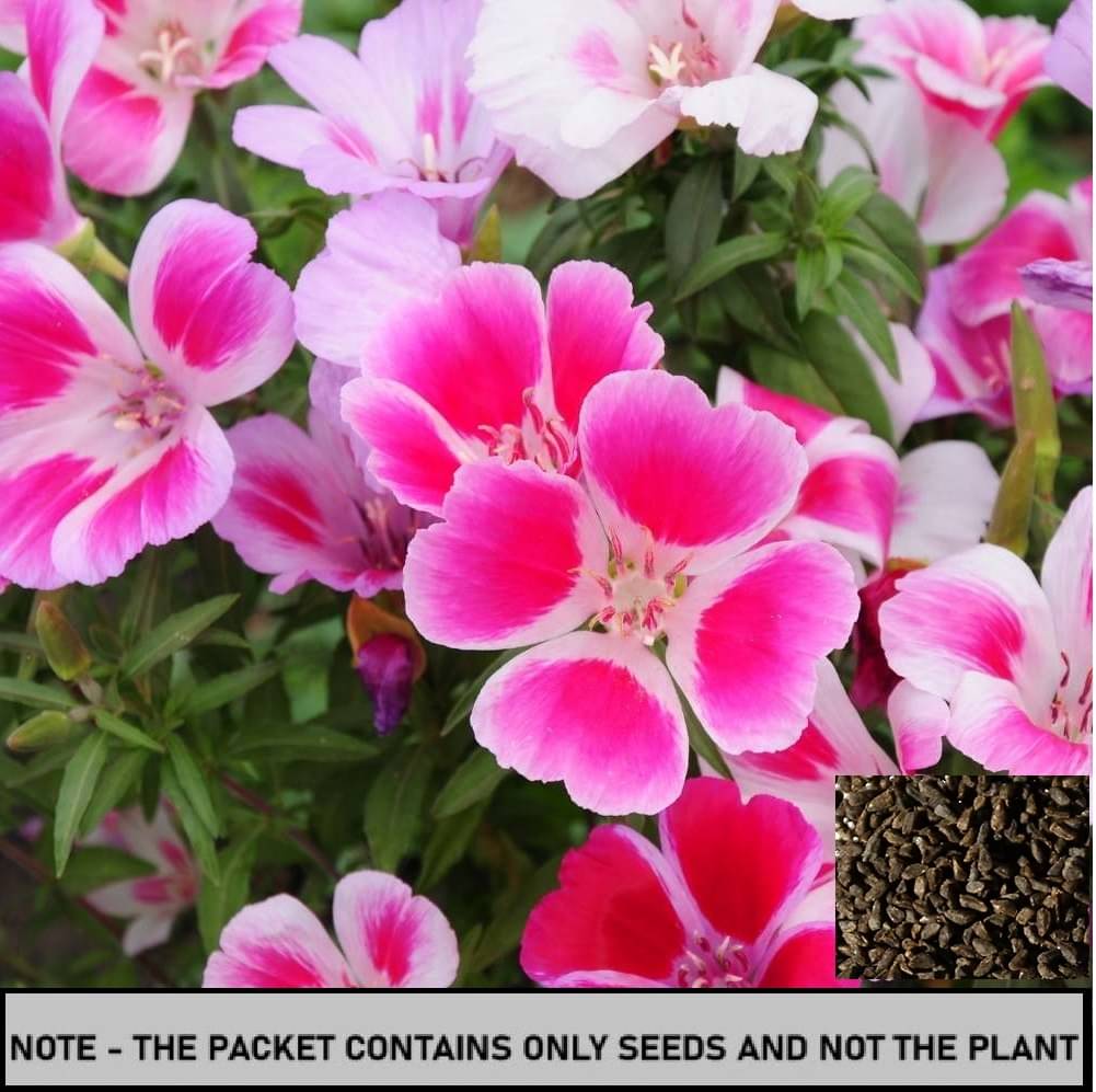 SEEDS EVOLUTION Mixed Flower ( 30 Seeds ) SEEDS EVOLUTION Mixed Flower ( 30 Seeds )