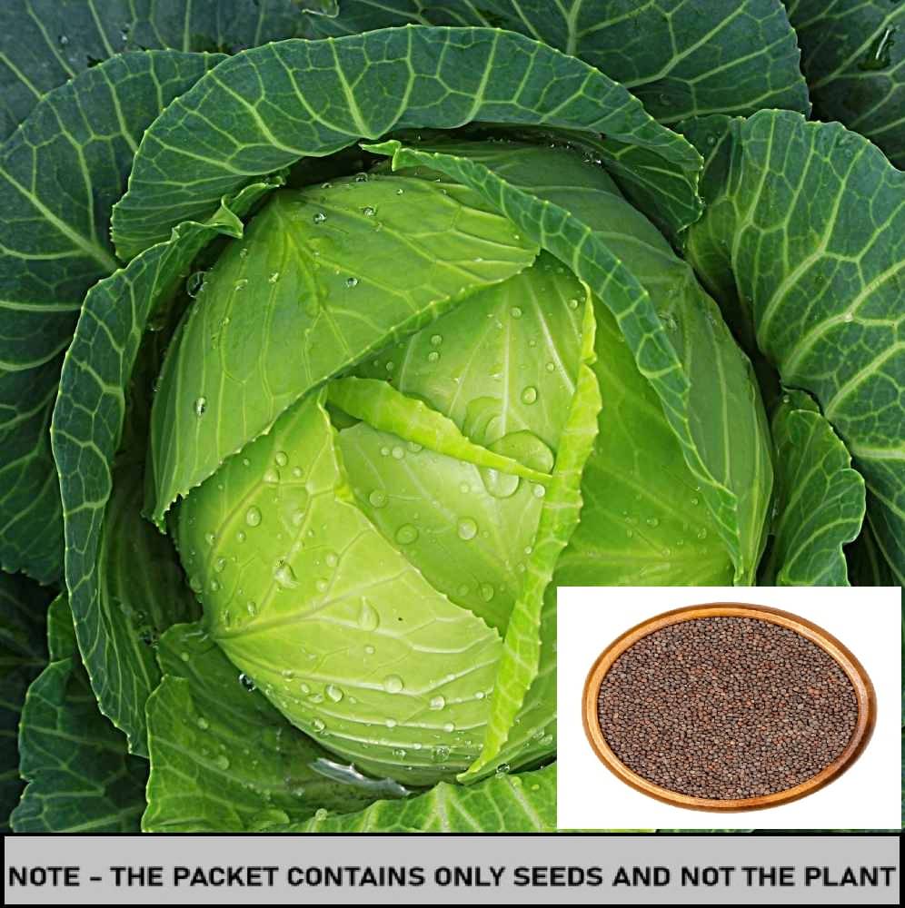 SEED EVOLUTION Cabbage Vegetable ( 100 Seeds ) SEED EVOLUTION Cabbage Vegetable ( 100 Seeds )