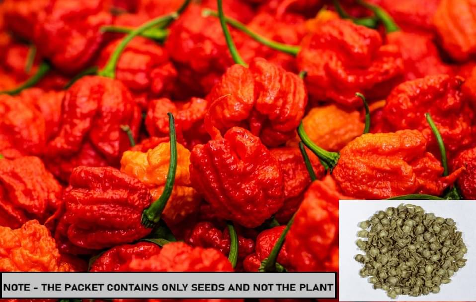 SEED EVOLUTION Chilli Vegetable ( 30 Seeds ) SEED EVOLUTION Chilli Vegetable ( 30 Seeds )