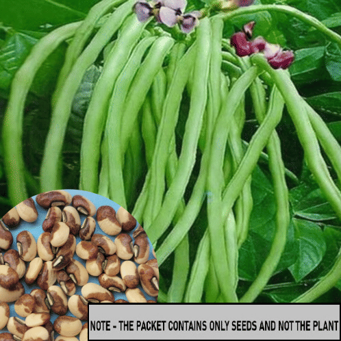     			SEED EVOLUTION Cowpea Lobia Vegetable ( 30 Seeds )