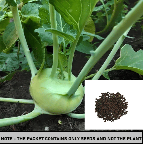 SEED EVOLUTION Full / Fool Gobi Vegetable ( 100 Seeds ) SEED EVOLUTION Full / Fool Gobi Vegetable ( 100 Seeds )