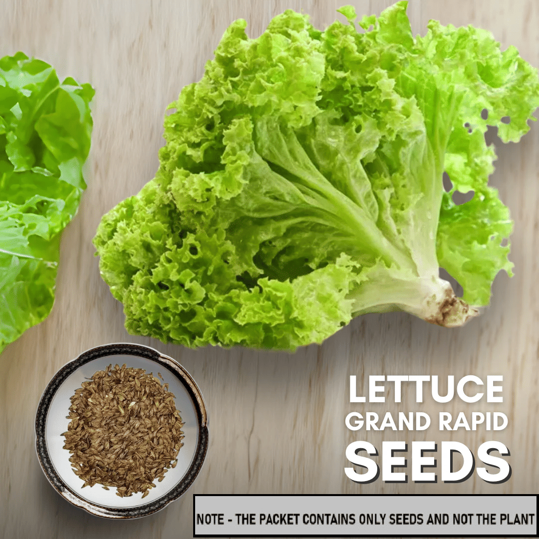SEED EVOLUTION Green Lettuce Vegetable ( 100 Seeds ) SEED EVOLUTION Green Lettuce Vegetable ( 100 Seeds )