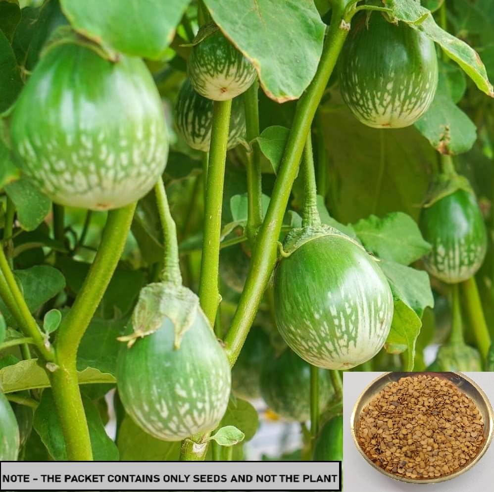     			SEED EVOLUTION Organic Green Round Brinjal Vegetable ( 30 Seeds )