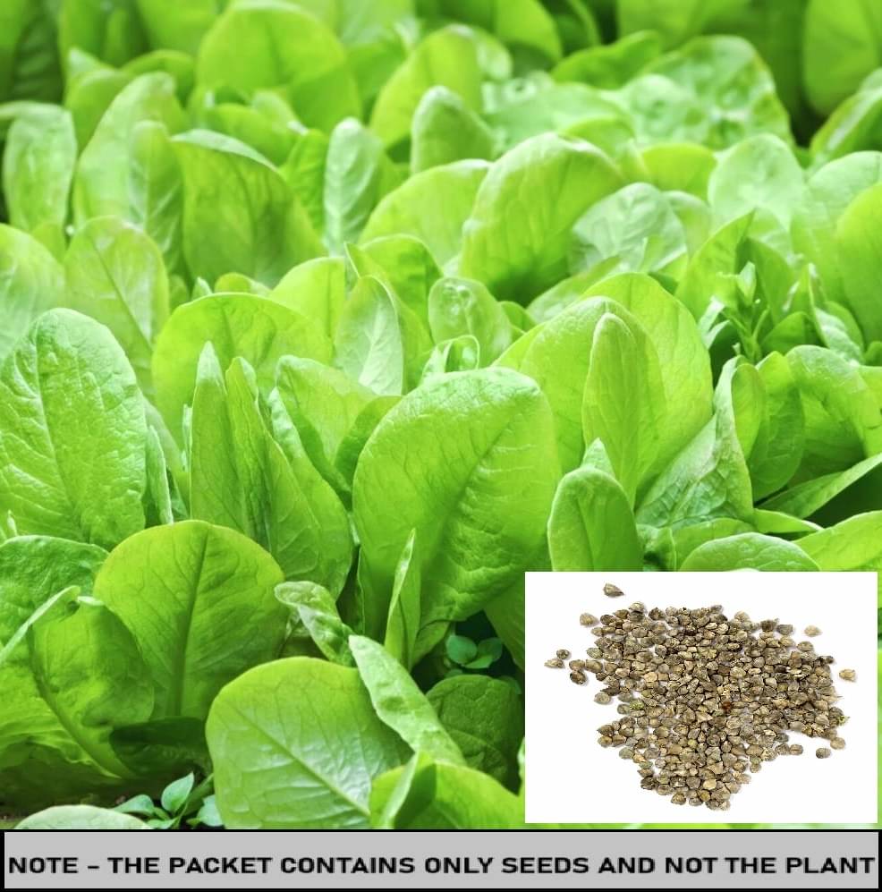     			SEED EVOLUTION Organic Spinach Vegetable ( 100 Seeds )