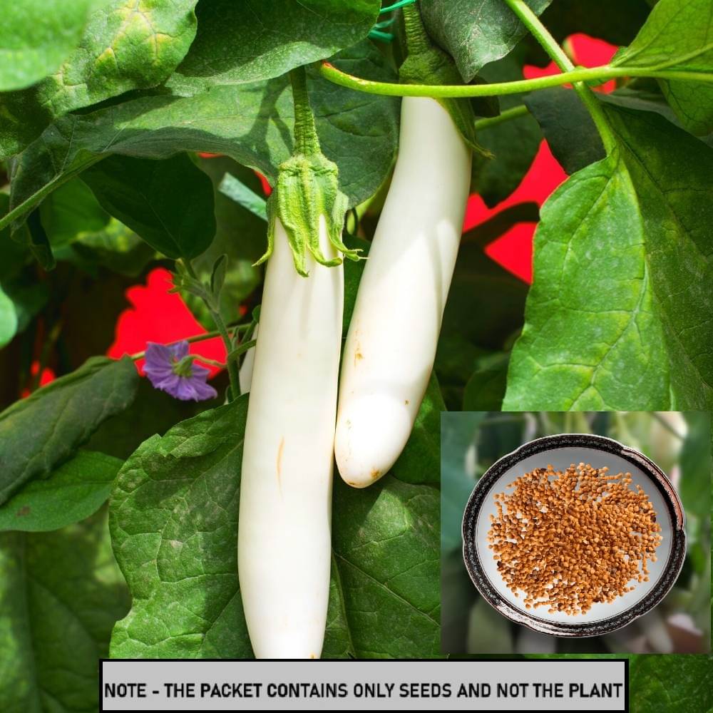SEED EVOLUTION Organic White Long Brinjal Vegetable ( 30 Seeds ) SEED EVOLUTION Organic White Long Brinjal Vegetable ( 30 Seeds )
