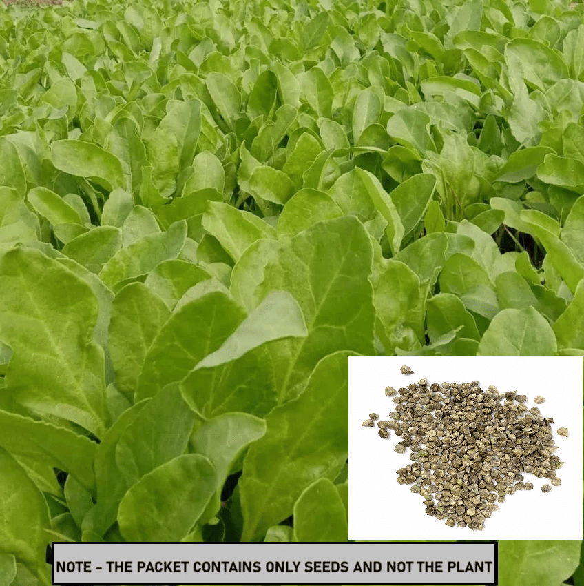     			SEED EVOLUTION Palak Vegetable ( 100 Seeds )