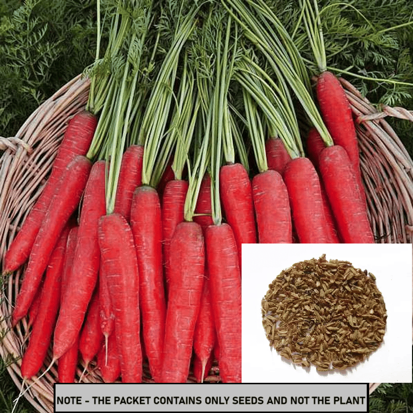 SEED EVOLUTION Red Carrot Vegetable ( 50 Seeds ) SEED EVOLUTION Red Carrot Vegetable ( 50 Seeds )