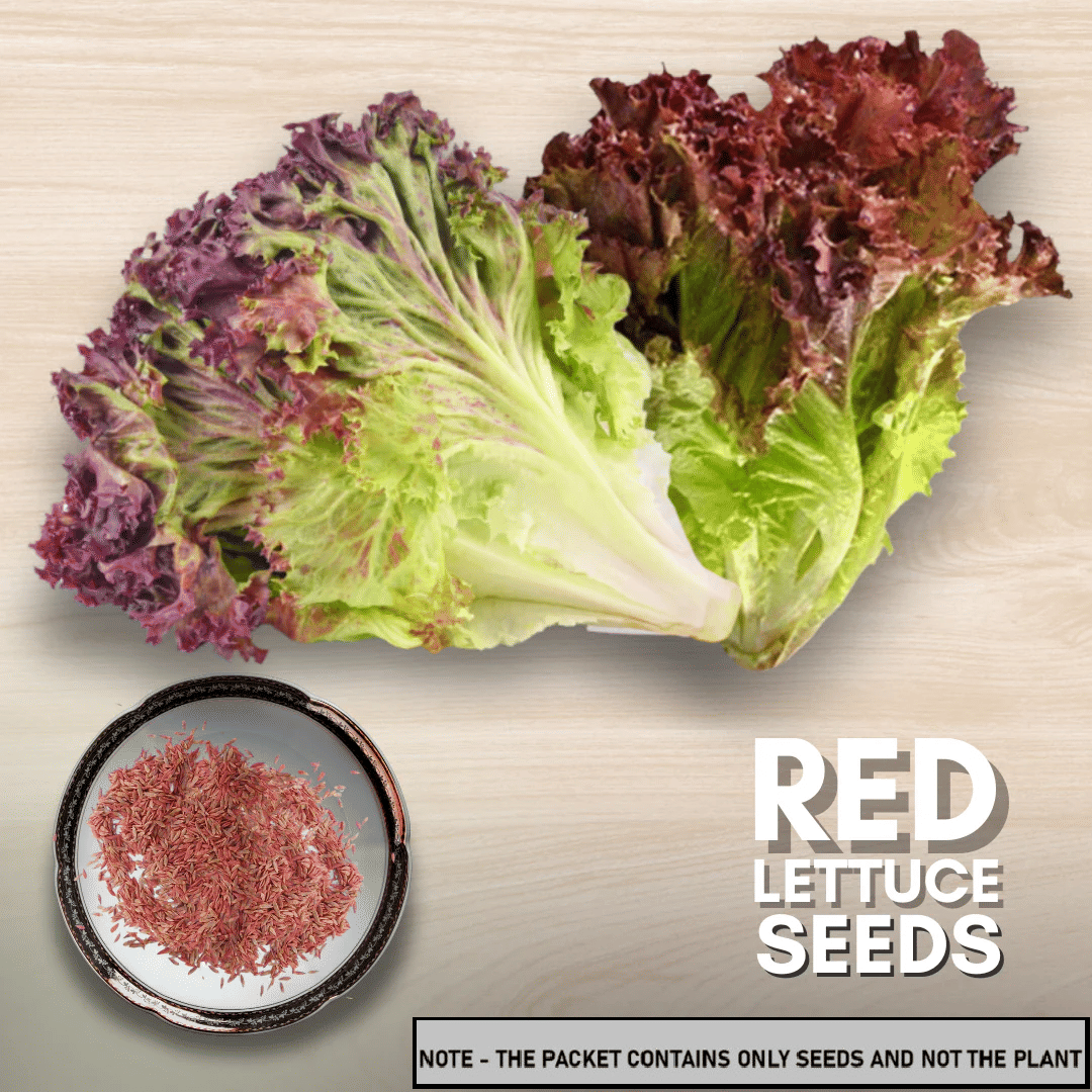 SEED EVOLUTION Red Lettuce Vegetable ( 50 Seeds ) SEED EVOLUTION Red Lettuce Vegetable ( 50 Seeds )