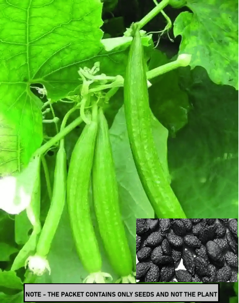 SEED EVOLUTION Sponge Gourd Vegetable ( 20 Seeds ) SEED EVOLUTION Sponge Gourd Vegetable ( 20 Seeds )