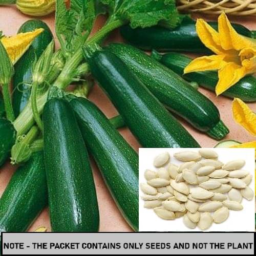 SEED EVOLUTION Squash Zucchini Vegetable ( 10 Seeds ) SEED EVOLUTION Squash Zucchini Vegetable ( 10 Seeds )