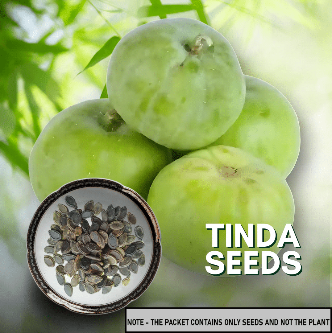 SEED EVOLUTION Tinda Vegetable ( 30 Seeds ) SEED EVOLUTION Tinda Vegetable ( 30 Seeds )