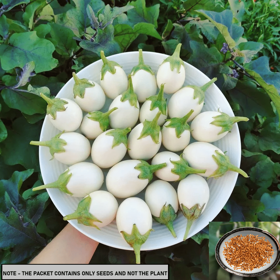     			SEED EVOLUTION White Brinjal Vegetable ( 30 Seeds )