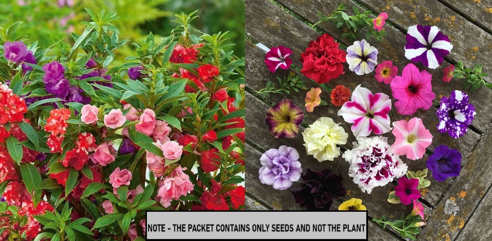 SEED EVOLUTION Mixed Flower ( 100 Seeds ) SEED EVOLUTION Mixed Flower ( 100 Seeds )