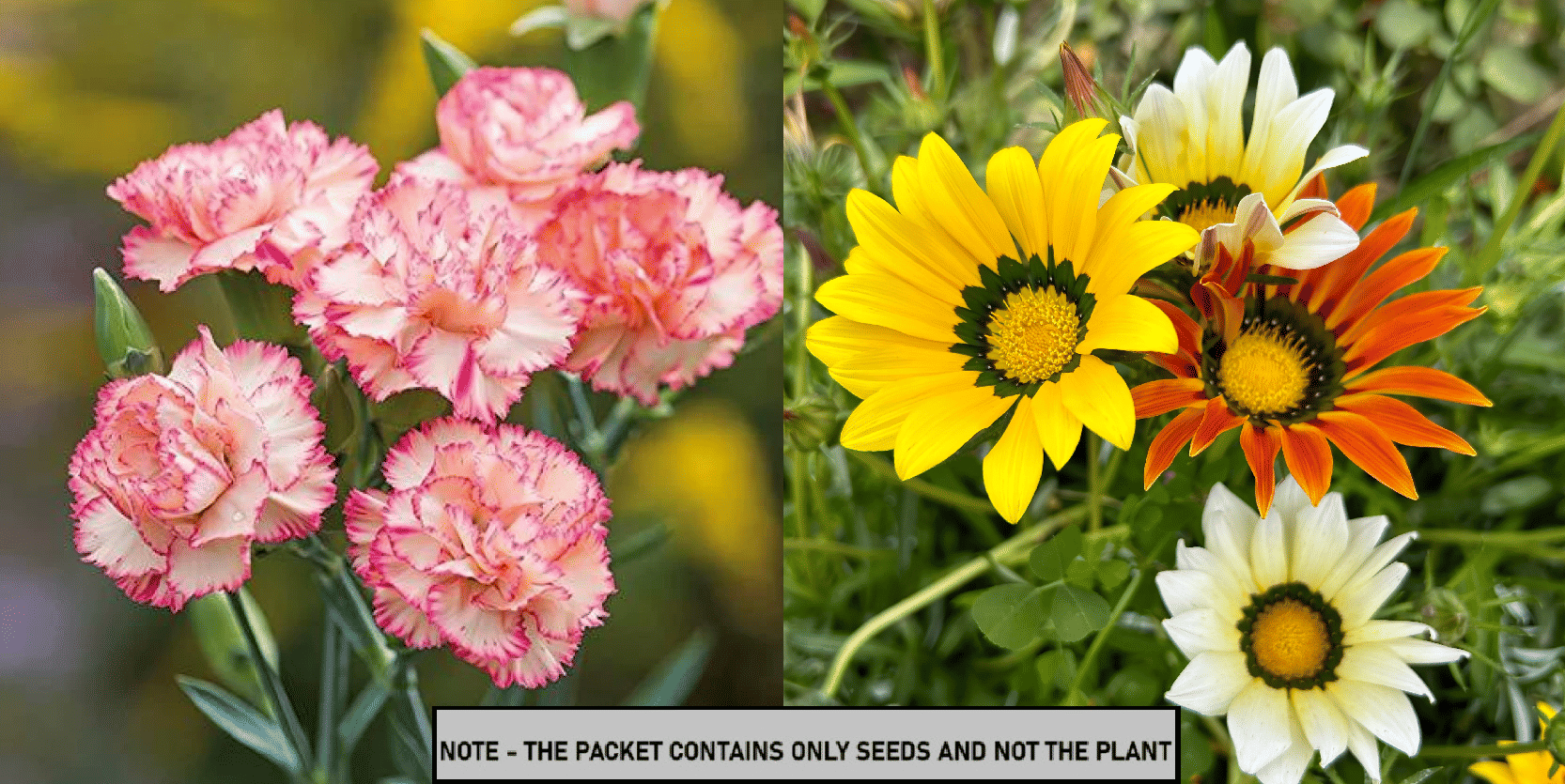     			SEED EVOLUTION Mixed Flower ( 60 Seeds )