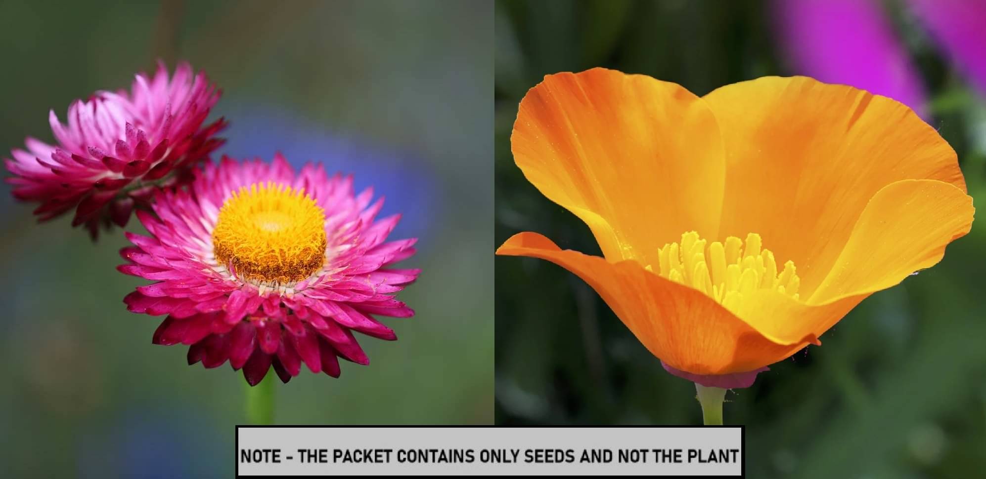 SEED EVOLUTION Mixed Flower ( 60 Seeds ) SEED EVOLUTION Mixed Flower ( 60 Seeds )