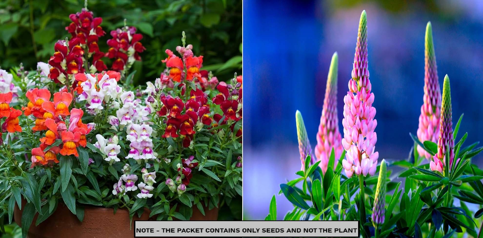 SEED EVOLUTION Mixed Flower ( 80 Seeds ) SEED EVOLUTION Mixed Flower ( 80 Seeds )