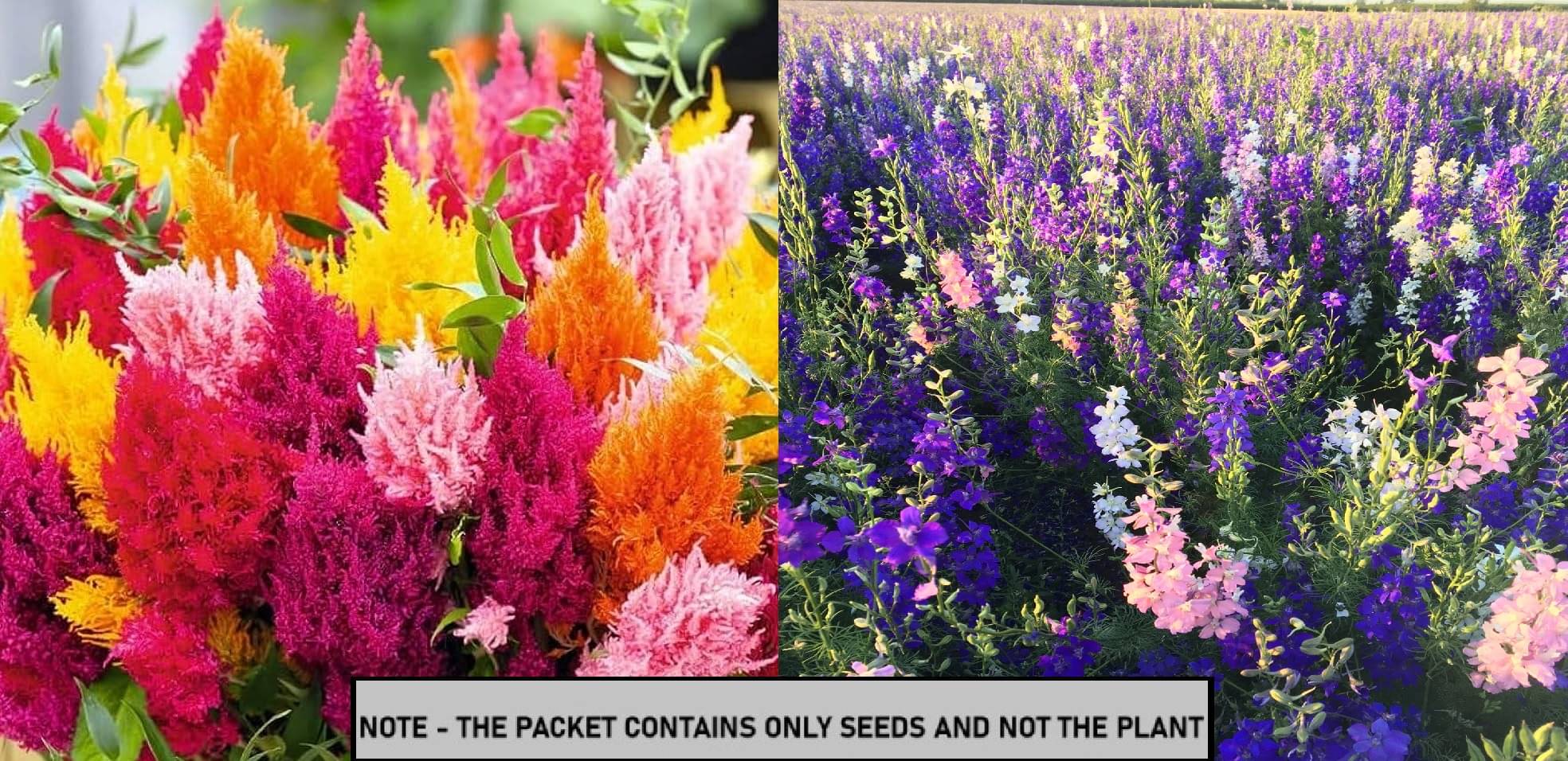 SEED EVOLUTION Mixed Flower ( 80 Seeds ) SEED EVOLUTION Mixed Flower ( 80 Seeds )