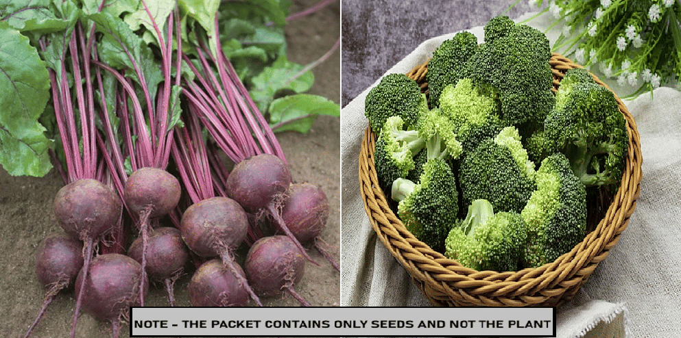 SEED EVOLUTION Mixed Vegetable ( 100 Seeds ) SEED EVOLUTION Mixed Vegetable ( 100 Seeds )