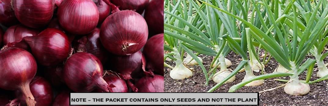     			SEED EVOLUTION Mixed Vegetable ( 200 Seeds )