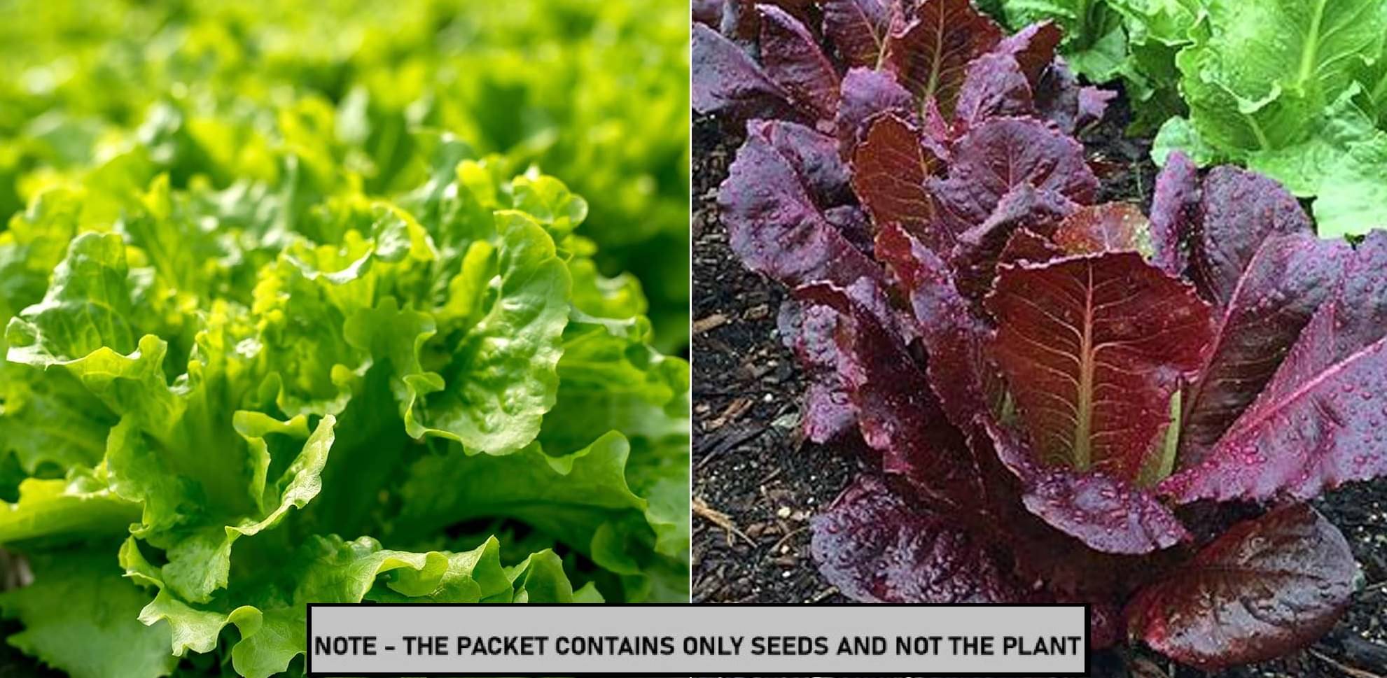     			SEED EVOLUTION Mixed Vegetable ( 200 Seeds )