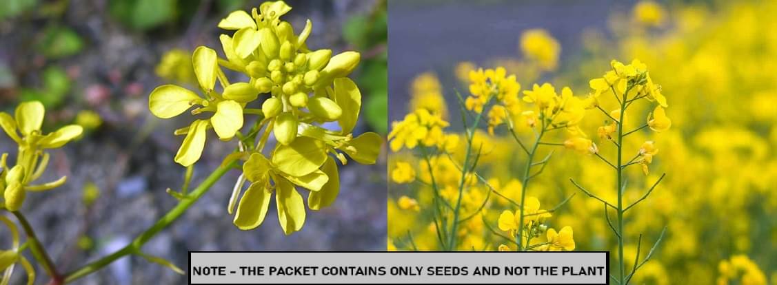     			SEED EVOLUTION Mixed Vegetable ( 200 Seeds )