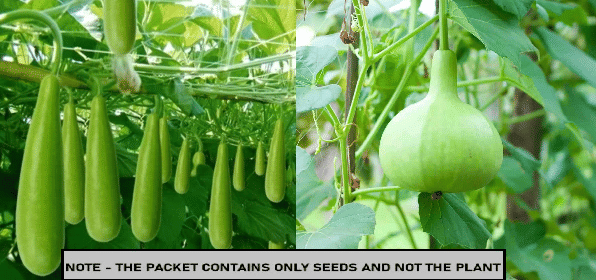    			SEED EVOLUTION Mixed Vegetable ( 40 Seeds )