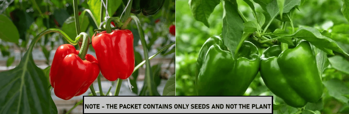     			SEED EVOLUTION Mixed Vegetable ( 60 Seeds )