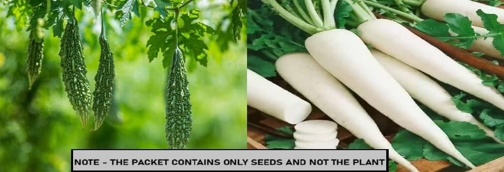     			SEED EVOLUTION Mixed Vegetable ( 70 Seeds )