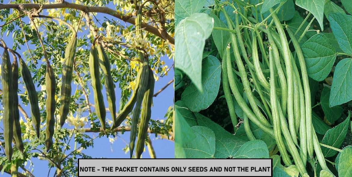 SEED EVOLUTION Mixed Vegetable ( 80 Seeds ) SEED EVOLUTION Mixed Vegetable ( 80 Seeds )