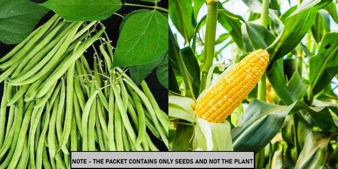 SEED EVOLUTION Mixed Vegetable ( 80 Seeds ) SEED EVOLUTION Mixed Vegetable ( 80 Seeds )