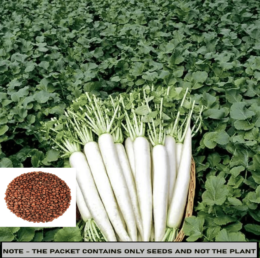     			SEED EVOLUTION Organic White Radish Vegetable ( 100 Seeds )