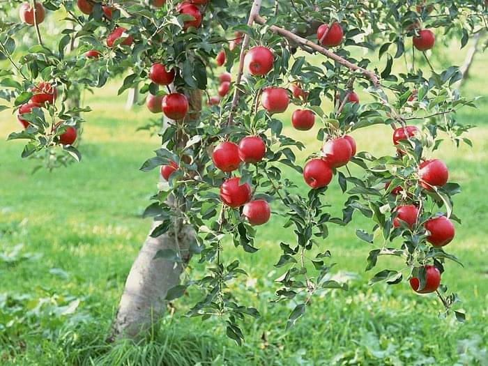     			OLD STORE Apple Fruit ( 30 Seeds )