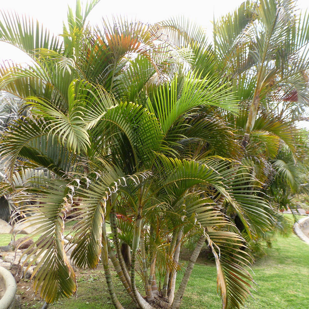 OLD STORE Areca palm Plant ( 20 Seeds ) OLD STORE Areca palm Plant ( 20 Seeds )